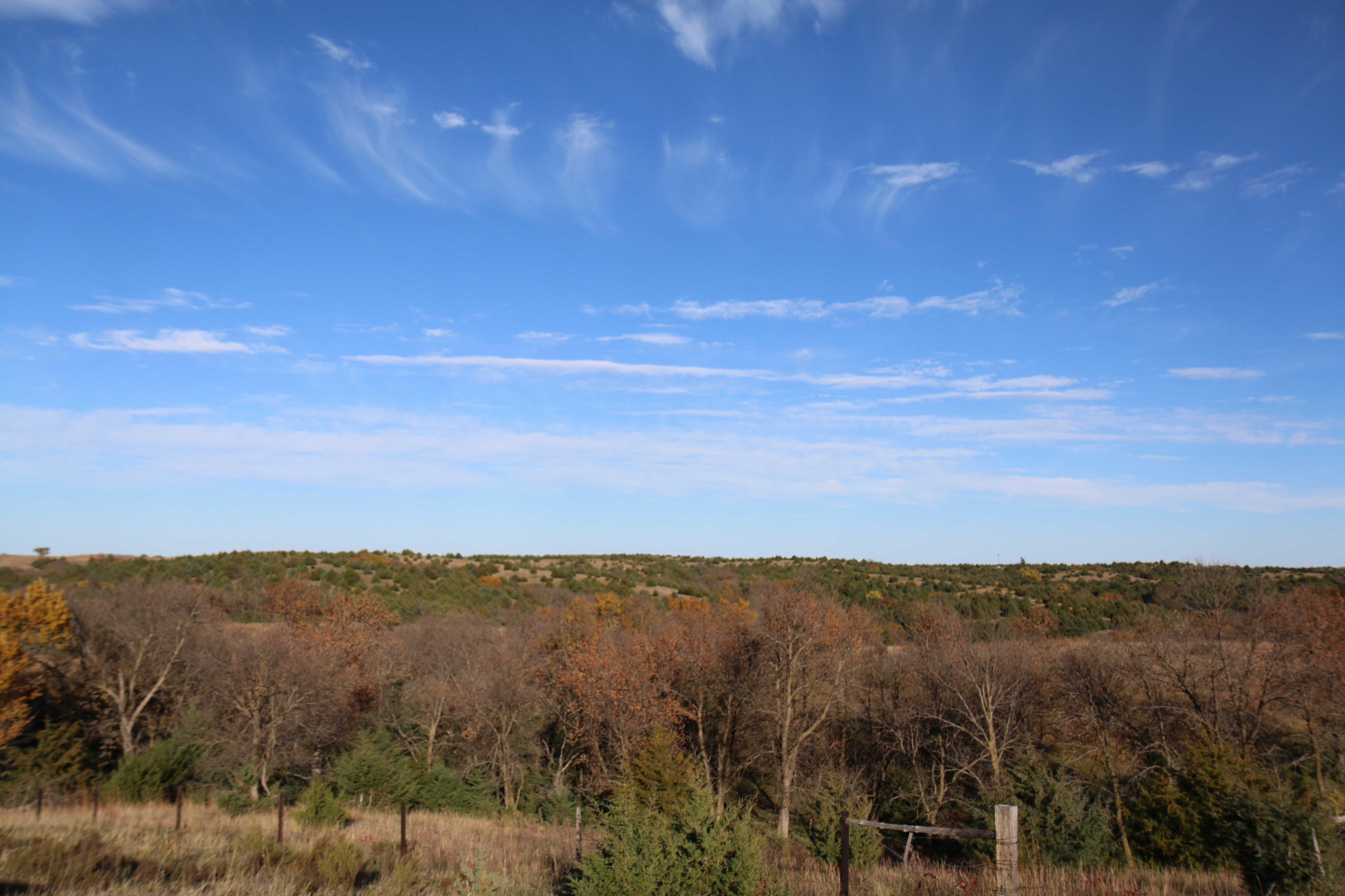 Sandhills redcedar